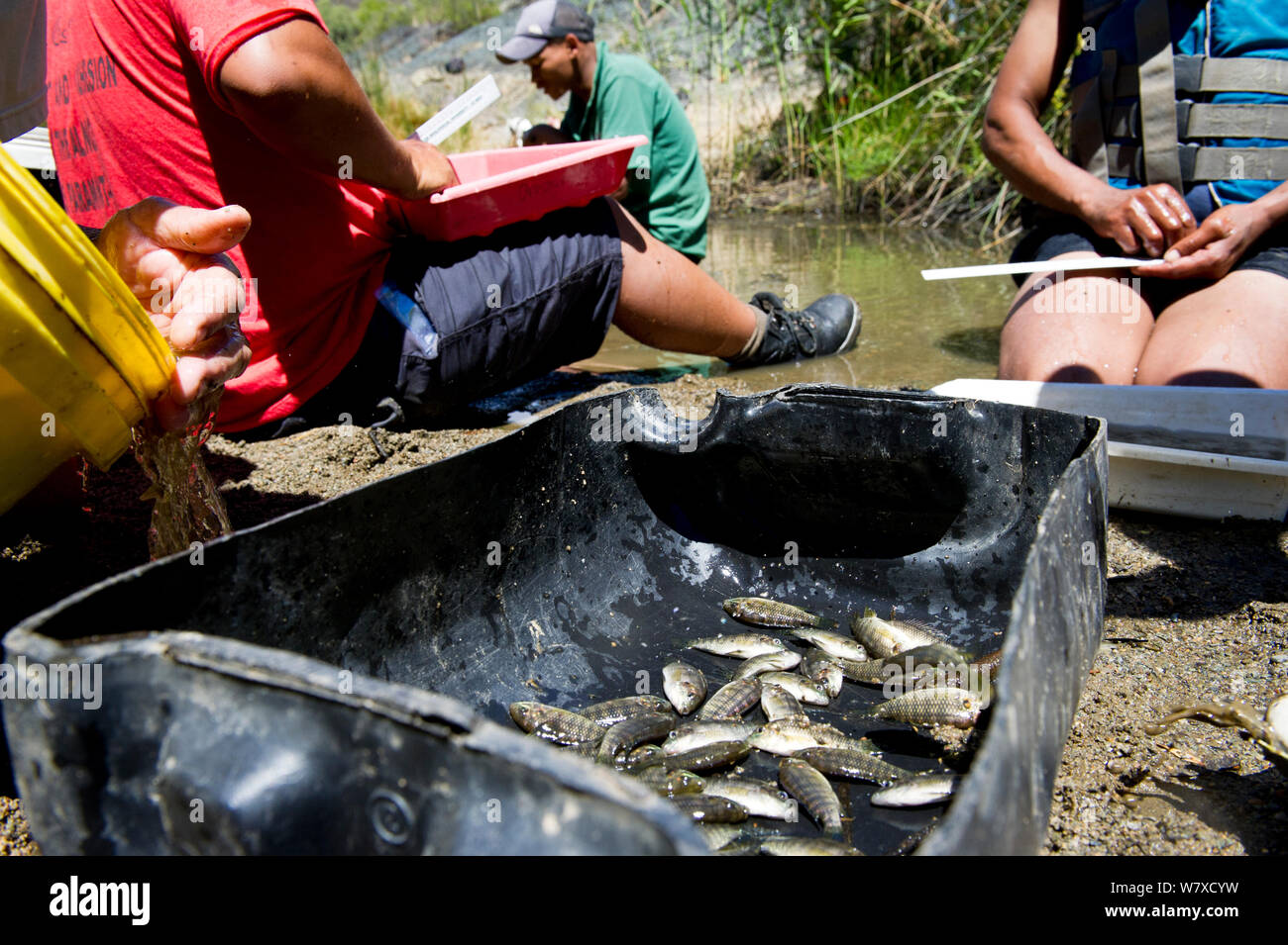 Bluegill sunfish (Lepomis macrochirus), una specie aliena, rimosso dal fiume Oorlogskloof durante il Northern Cape Dipartimento di affari ambientali (DENC) pesci di acqua dolce sondaggio. Oorlogskloof Riserva Naturale, Northern Cape, Sud Africa. Marzo 2014. Foto Stock