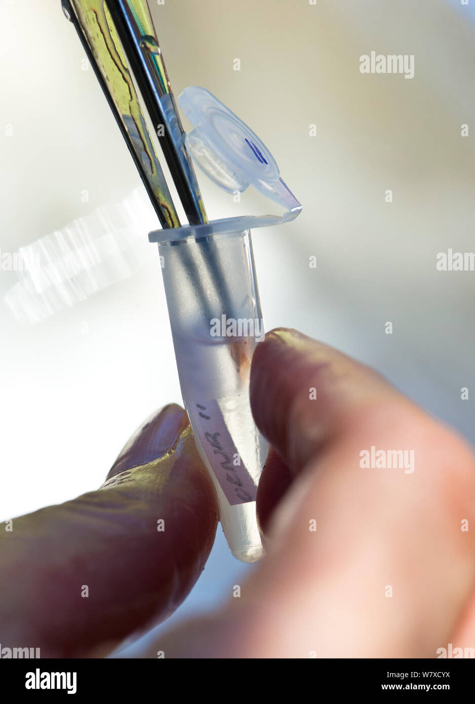 Scienziato tenuto a &#39;fin clip&#39; per l'analisi genetica da un endemico Clanwilliam sandfish (Labeo seeberi) durante il Northern Cape Dipartimento di affari ambientali (DENC) pesci di acqua dolce sondaggio. Oorlogskloof Riserva Naturale, Northern Cape, Sud Africa. Marzo 2014. Foto Stock