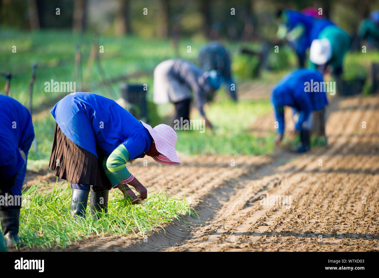 Le donne di piantare cipolle (Allium cepa) su Suicurbossie farm, Koue Bokkeveld / Cedarberg regione, Sud Africa. Ottobre 2013. Foto Stock