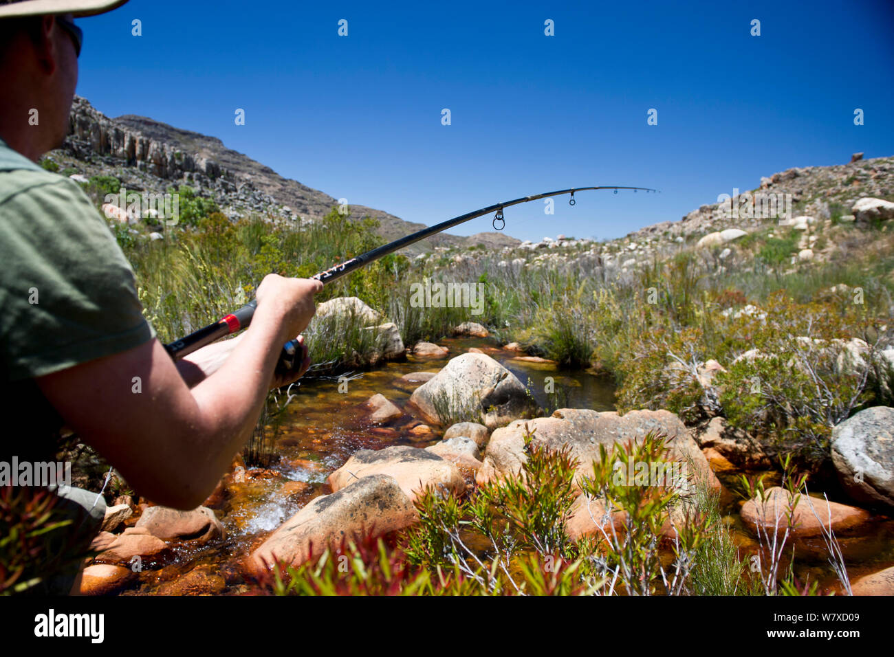 Un dipendente da &#39;Natura del capo&#39;, un governo conservazione reparto, la pesca di introdotto la trota arcobaleno (Oncorhynchus mykiss) nel tentativo di sradicarli dalla Krom River, Cedarberg Mountains, Western Cape, Sud Africa. Novembre 2013. Foto Stock