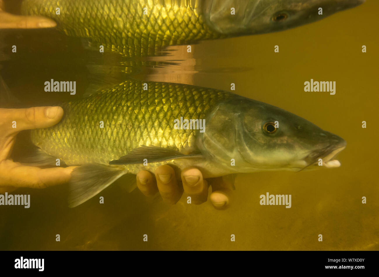 Scienziato rilasciando un endemico Clanwilliam sawfin (Barbus serra) nel fiume Doring Koebee-Oorlogskloof (tributario), Rietkuil sito. Una specie rare e minacciate, questo individuo è stato catturato in un fyke net come parte di un pesce e del sondaggio è stata misurata e pesati prima di essere rilasciato. Sud Africa, novembre 2013. Foto Stock