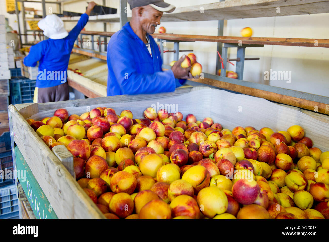 Ordinamento dei lavoratori delle nettarine (Prunus persica) per dimensione nel capannone di imballaggio su Suicurbossie farm, Koue Bokkeveld / Cedarberg regione, Western Cape, Sud Africa. Febbraio 2014. Foto Stock
