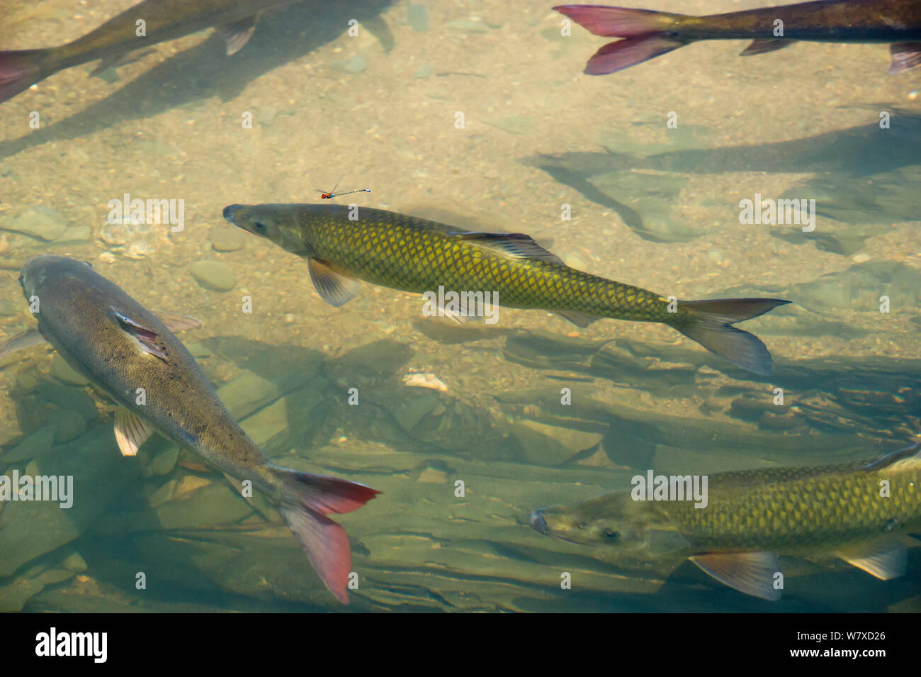 Endemica sawfin Clanwilliam (Barbus serra) e Clanwilliam sandfish (Labeo seeberi) rilasciato nell'Koebee-Oorlogskloof fiume tributario. Rietkuil, Oorlogskloof gorge, Doring River, Western Cape, Sud Africa. Foto Stock