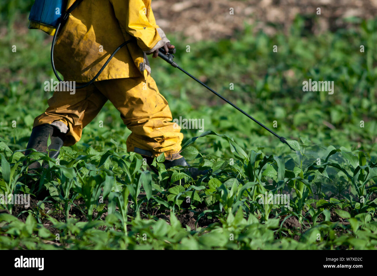 Lavoratore agricolo quale insetticida di spruzzatura su un campo di fagioli verdi (Phaseolus vulgaris). Fagiolo commerciale farm, Tanzania Africa Orientale. Dicembre 2010. Foto Stock