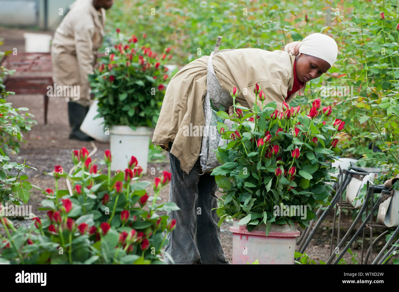 Lavoratori la raccolta di rose rosa (sp) in serra per essere affastellati e imballate per l'esportazione. Commerciale azienda agricola di rose, Tanzania Africa Orientale. Ottobre 2011. Foto Stock