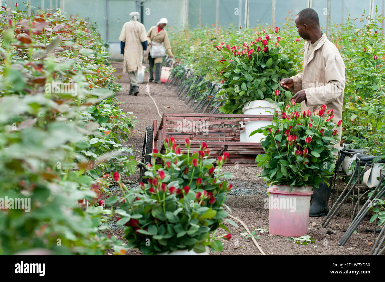 Lavoratori la raccolta di rose rosa (sp) in serra per essere affastellati e imballate per l'esportazione. Commerciale azienda agricola di rose, Tanzania Africa Orientale. Ottobre 2011. Foto Stock