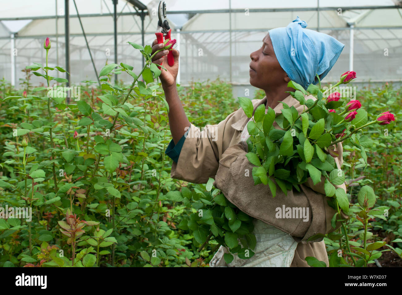 Donna picking rose rosa (sp) in serra su commerciale rose farm, Tanzania Africa Orientale. Ottobre 2011. Foto Stock
