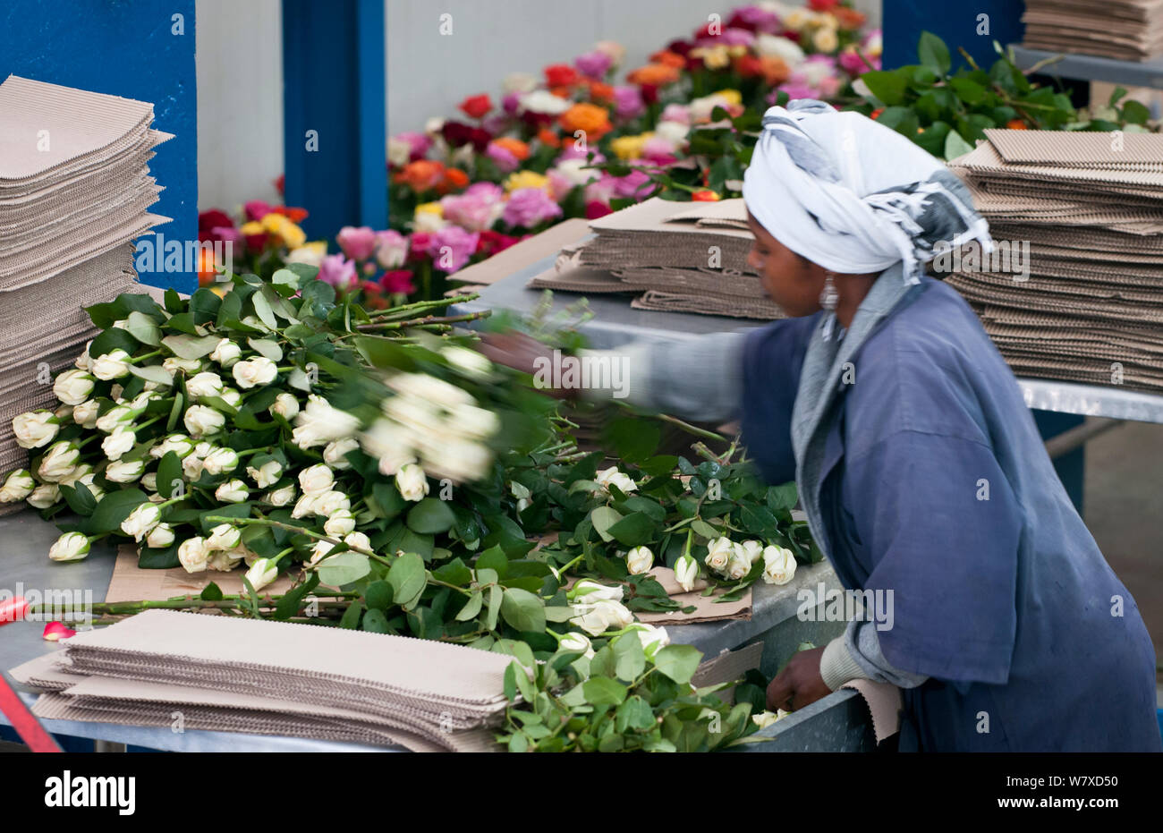 Donna di taglio e di raggrinzimento rose rosa (sp) in preparazione per l'esportazione. Commerciale azienda agricola di rose, Tanzania Africa Orientale. Settembre 2011. Foto Stock