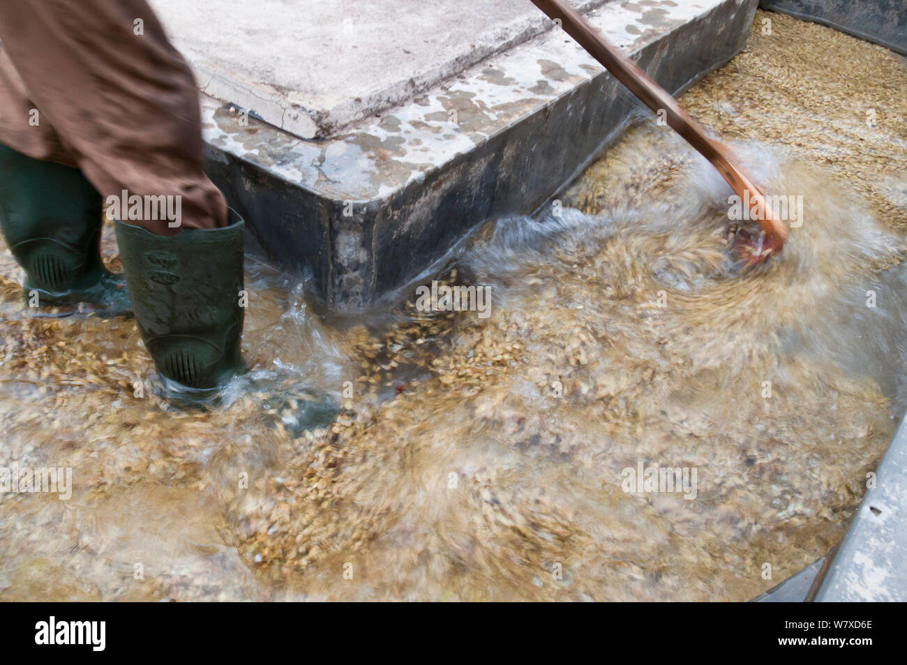 Lavaggio uomo caffè (Coffea arabica) Fagioli per rimuovere la mucillagine (sostanza viscosa) dopo la fermentazione. Commerciale azienda caffè, Tanzania Africa Orientale. Foto Stock