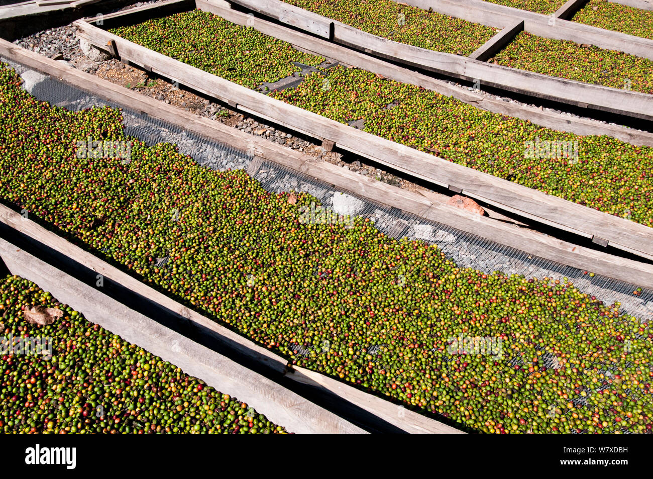 Buni caffè (Coffea arabica) essiccamento su vassoi all'esterno. Azienda agricola commerciale, Tanzania Africa Orientale. Foto Stock