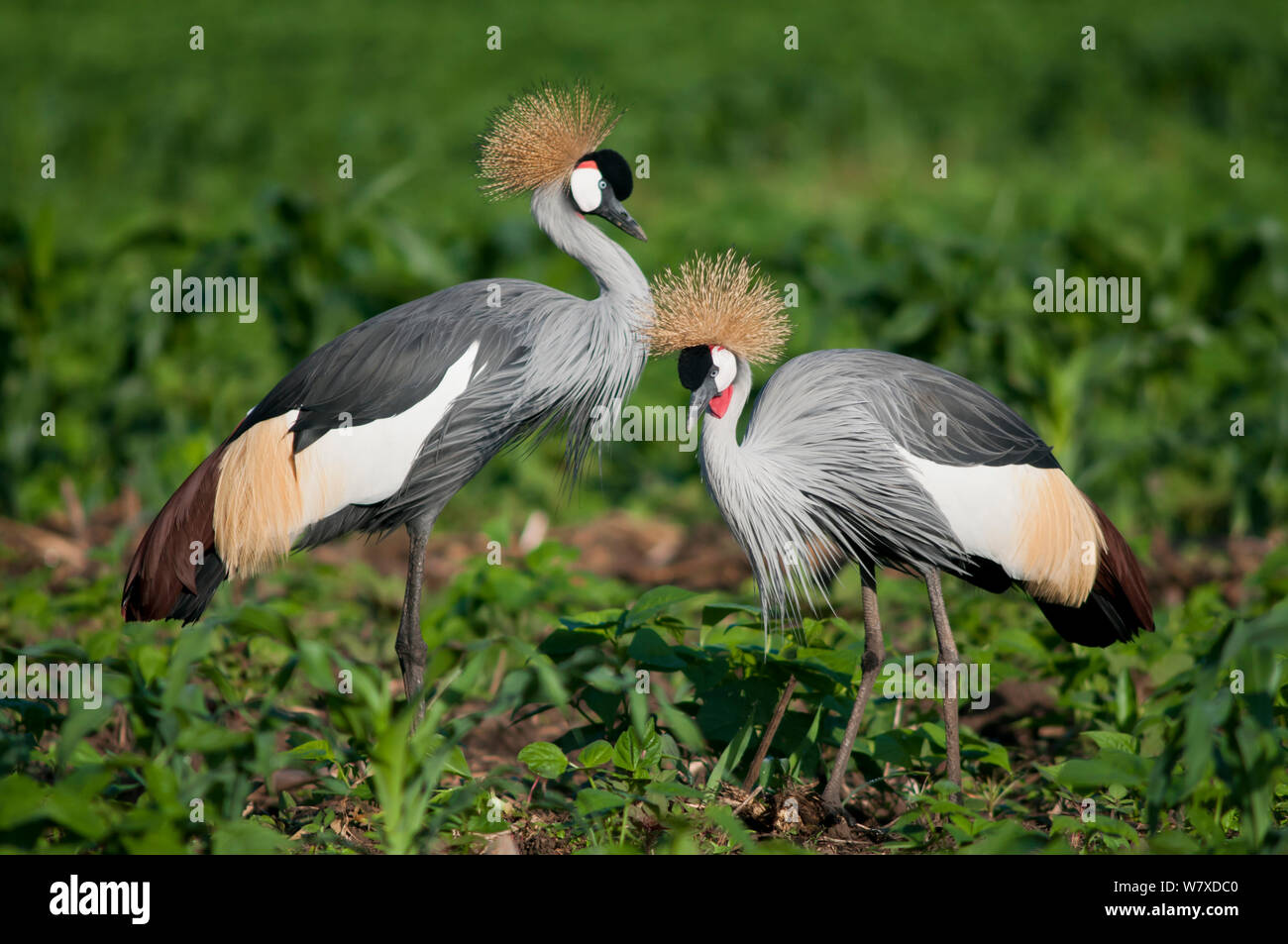 Due Grey Crowned gru (Balearica regulorum gibbericeps) foraggio su un commerciale verde fagiolo farm, Tanzania Africa Orientale. Foto Stock