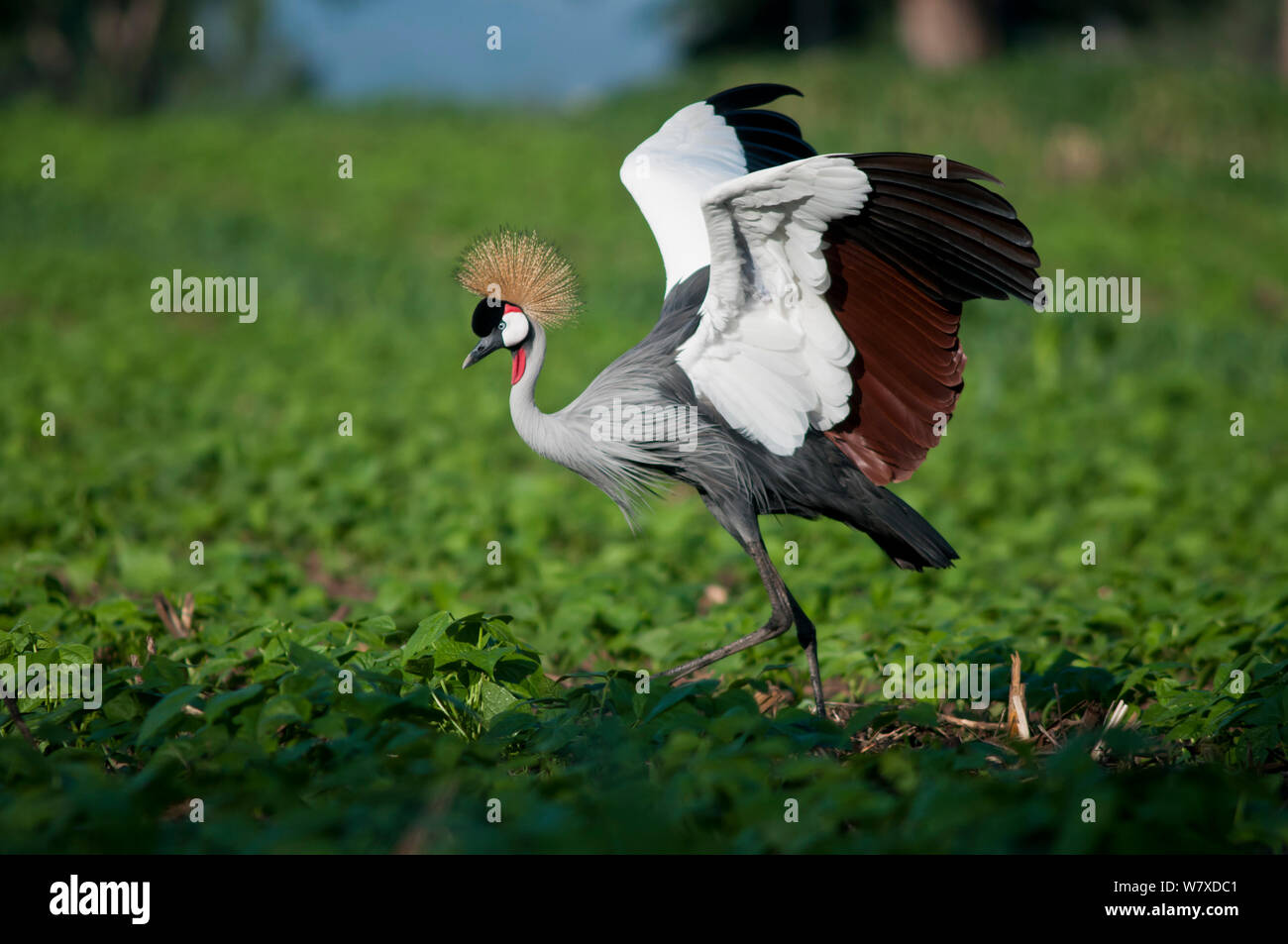 Grey Crowned Crane (Balearica regulorum gibbericeps) foraggio su un commerciale verde fagiolo farm, Tanzania Africa Orientale. Foto Stock