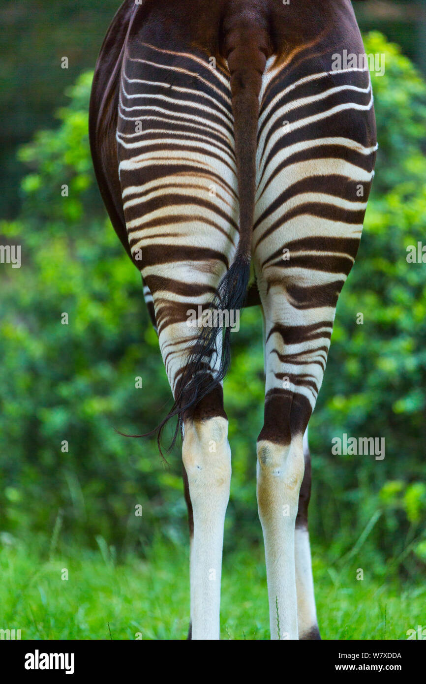 Okapi (Okapia johnstoni) close up di strisce sulle zampe posteriori, prigionieri si verifica nella Foresta Pluviale di Ituri, nella Repubblica democratica del Congo. Foto Stock
