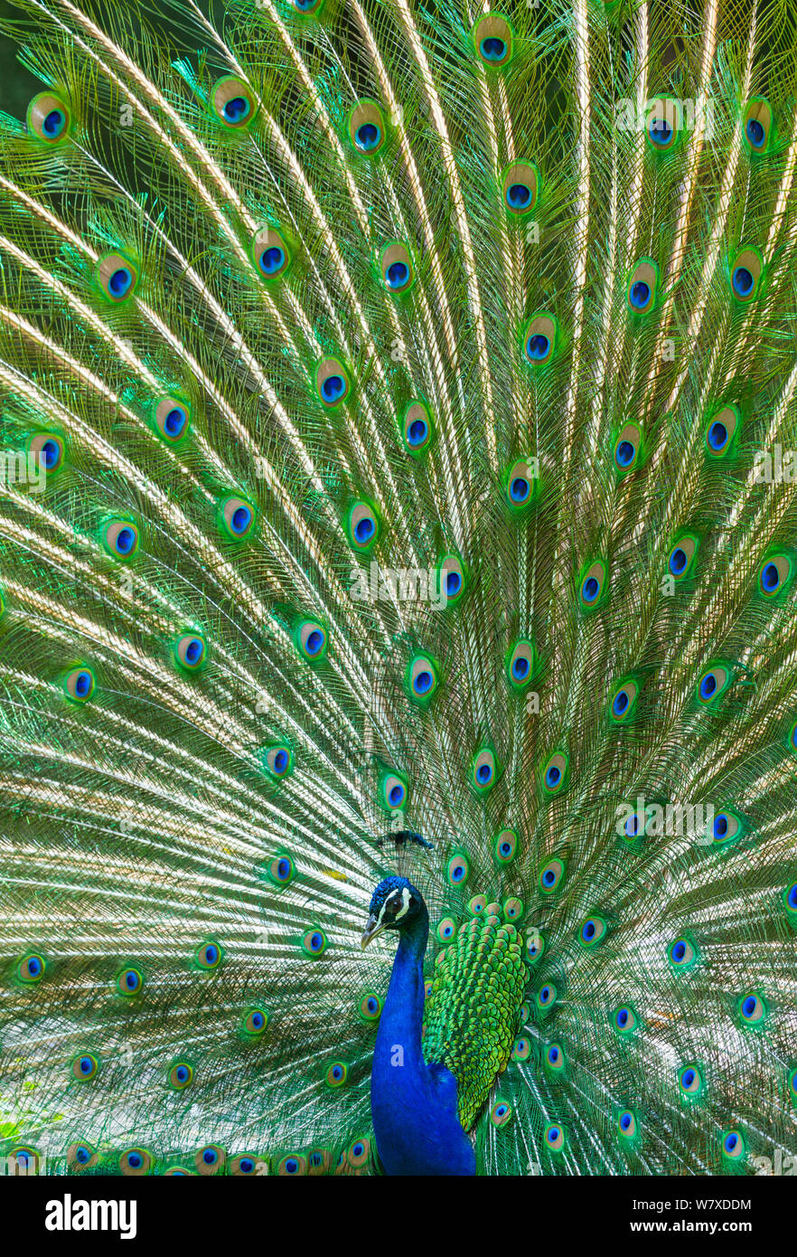 Peafowl indiano (Pavo cristatus) peacock visualizzazione di piume, captive, avviene in Asia del Sud. Foto Stock