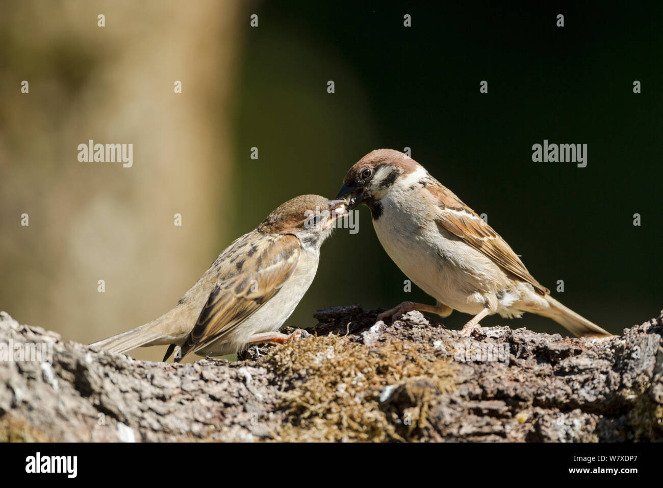 Eurasian Tree Sparrow, nome latino Passer montanus, uccello adulto alimentazione di un uccello giovane Foto Stock