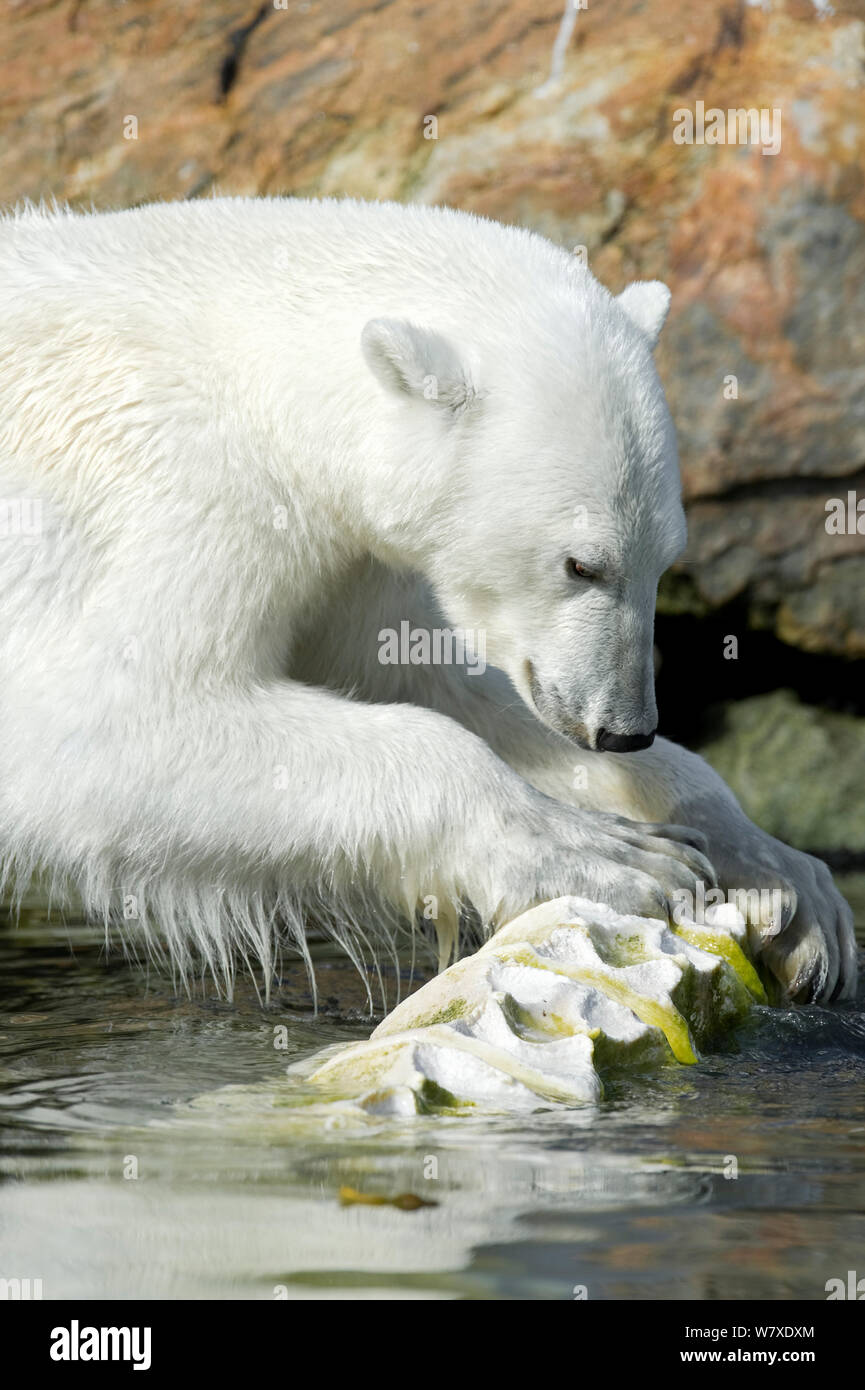 Orso polare (Ursus maritimus) pulizia paw, Svalbard, Norvegia. Luglio. Foto Stock
