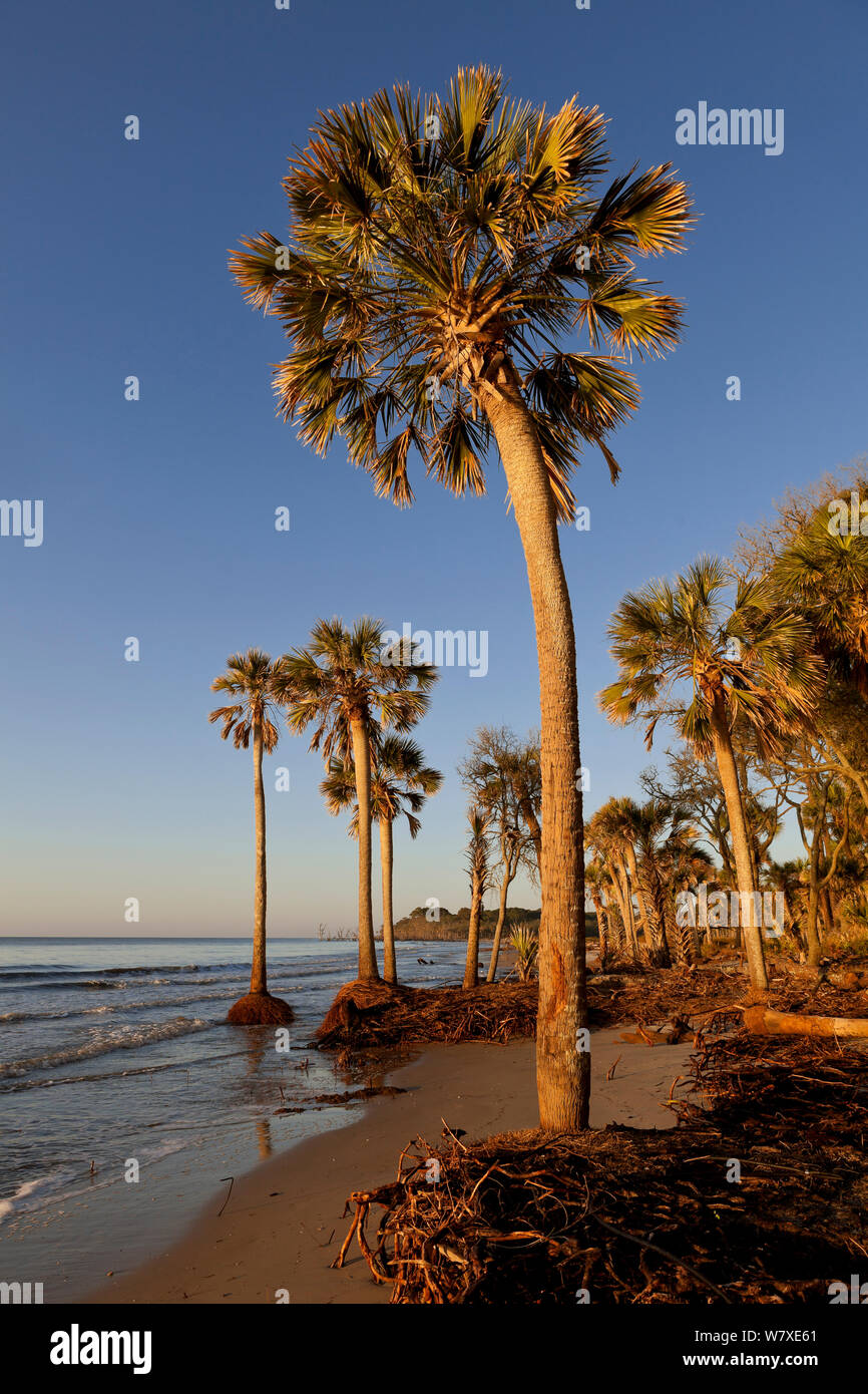 Alberi di palma nell'Oceano Atlantico a causa di erosione costiera, caccia Island State Park, Sud Carolina, Stati Uniti d'America. Foto Stock