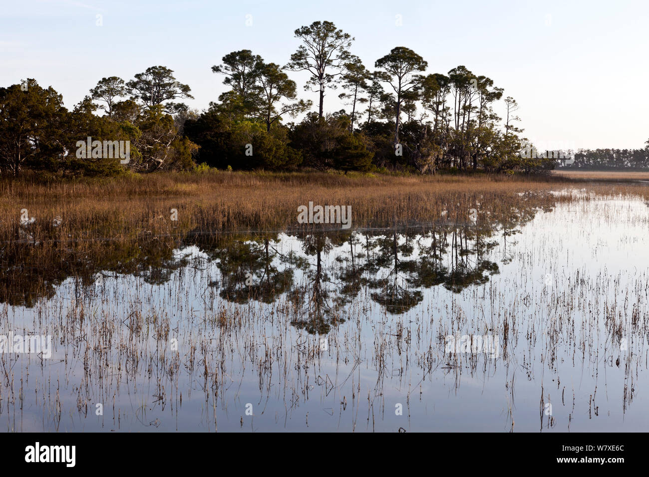 Alberi riflessa lungo il Marsh Boardwalk in caccia Island State Park, Sud Carolina, Stati Uniti d'America. Foto Stock