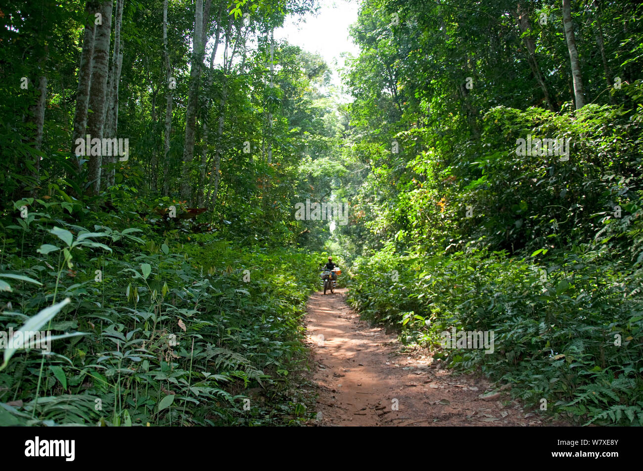 La strada attraverso la foresta pluviale di Ituri, nella Repubblica democratica del Congo, Africa, dicembre 2011. Foto Stock