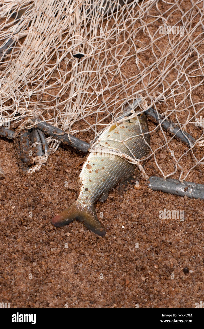 Il pesce catturato in net dal fiume Ituri, vicino al villaggio di Bomili, Foresta Pluviale di Ituri, nella Repubblica democratica del Congo, dicembre 2011. Foto Stock