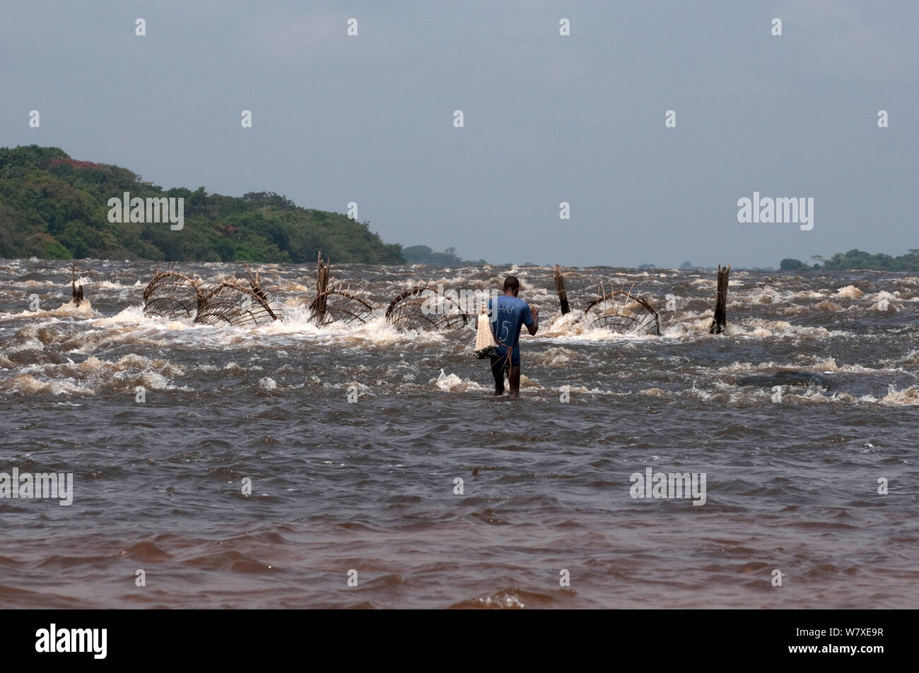 Uomo che cammina con net verso il cesto di pesce trappole impostato sul fiume Ituri vicino villaggio Bomili, Foresta Pluviale di Ituri, nella Repubblica democratica del Congo, dicembre 2011. Foto Stock