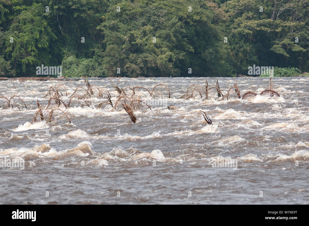 Cesto di pesce trappole impostato sul fiume Ituri vicino villaggio Bomili, Foresta Pluviale di Ituri, nella Repubblica democratica del Congo, dicembre 2011. Foto Stock