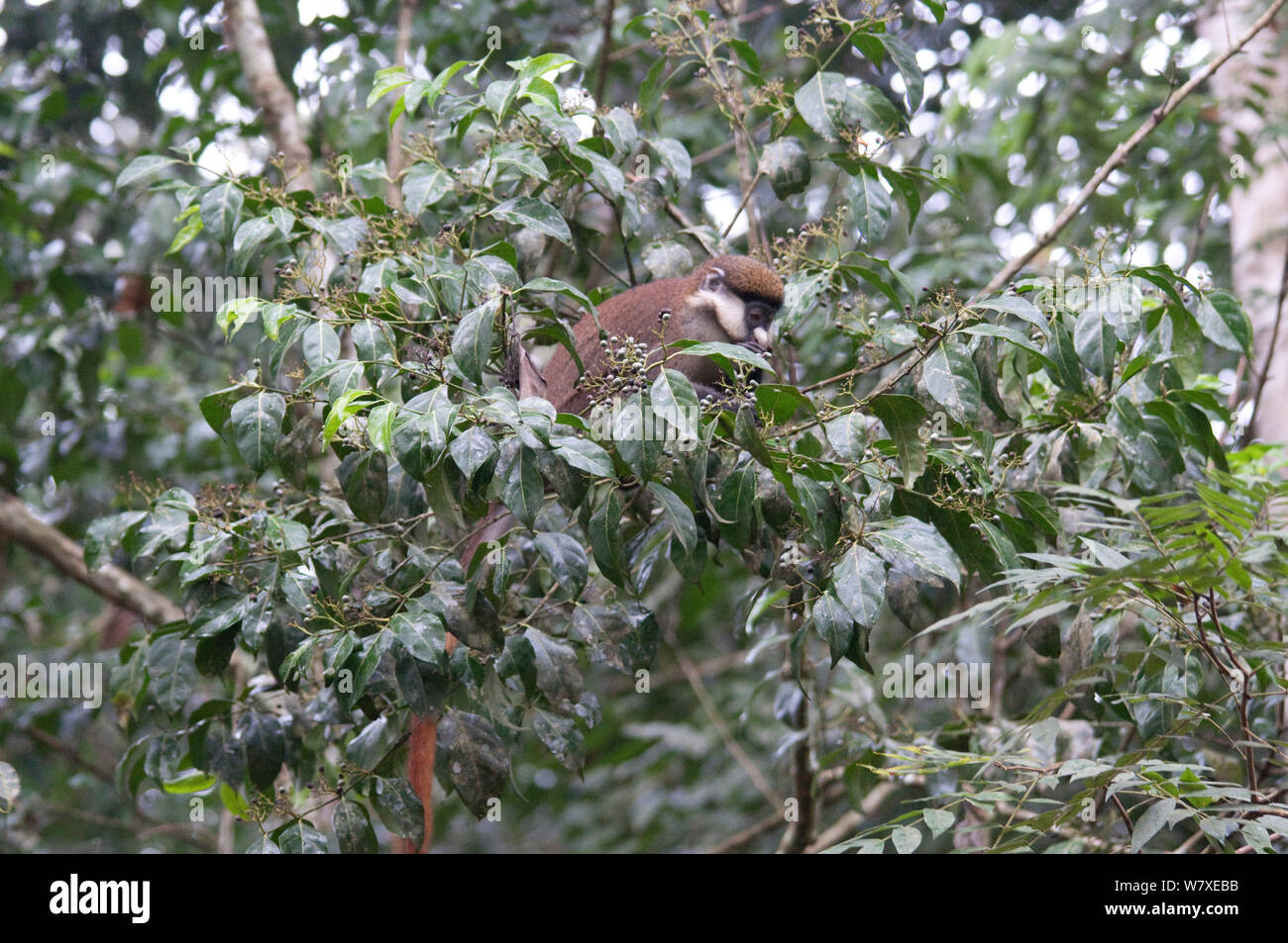 Red code (guenon Cercopithecus ascanius) alimentazione nella struttura ad albero fruttifero, Epulu riserva naturale di Okapi, Sito Patrimonio Mondiale dell'UNESCO, foresta di Ituri, nella Repubblica democratica del Congo. Foto Stock