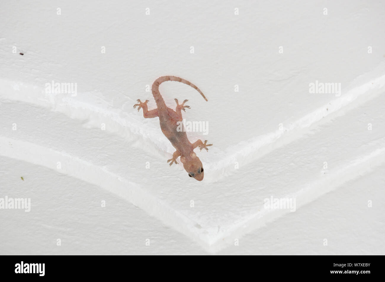 Casa tropicale gecko (Hemidactylus mabouia) con cisti di calcio memorizzati in guest house, la foresta pluviale di Ituri, Repubblica democratica di Africa. Foto Stock