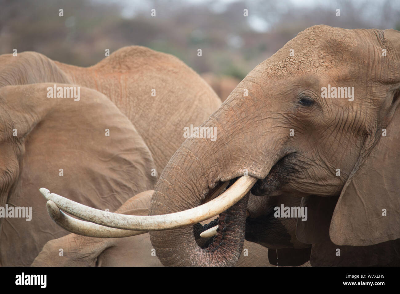 Femmina di elefante africano (Loxodonta africana) con grandi zanne, nei pressi di Tsavo Lodge, Tsavo Park, in Kenya. Foto Stock