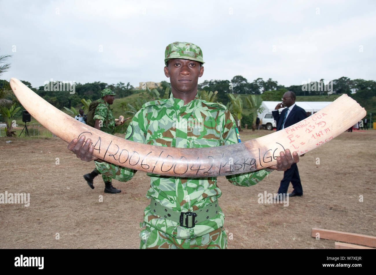 Ranger del Parco azienda African Forest elephant (Loxodonta cyclotis) Brosmio prima di governo bruciare avorio con 6 tonnellate (del valore di 6 milioni di dollari) dell' elefante africano (Loxodonta africana) zanne, Libreville, Gabon, 6 giugno 2012. Foto Stock