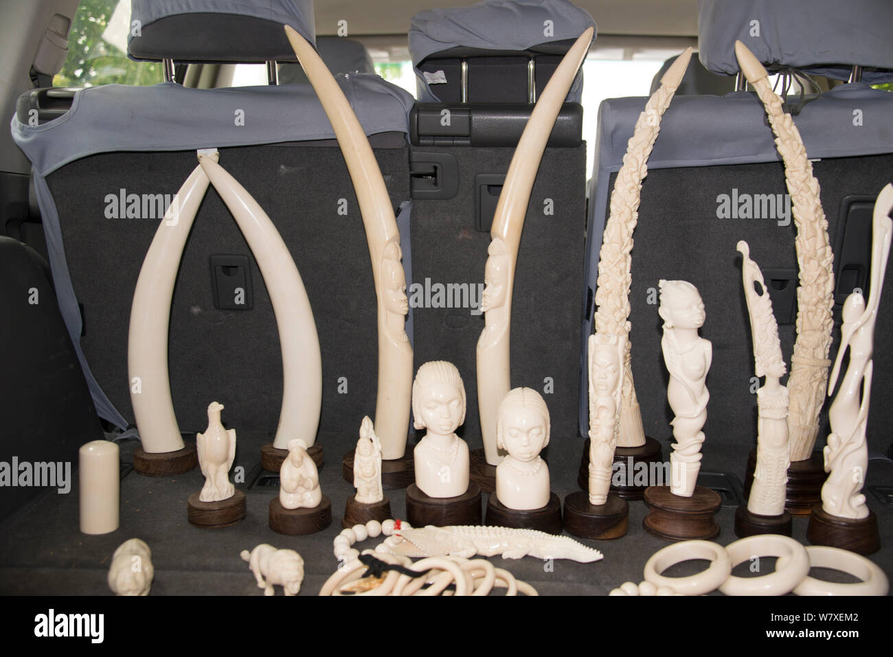 Intagliato zanne di elefante per la vendita nel retro della vettura, Matche de la Volier (Mercato dei ladri), Kinshasa, Repubblica Democratica del Congo, maggio 2012. Foto Stock