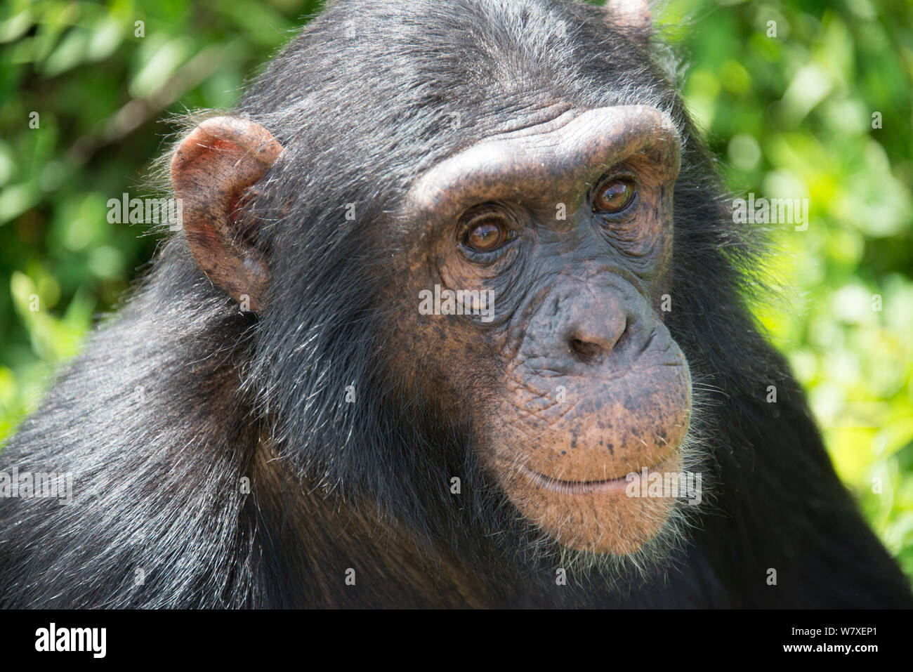 Uno scimpanzé (Pan troglodytes) ritratto, isola Ngamba santuario di scimpanzé, il lago Victoria, Uganda. Foto Stock