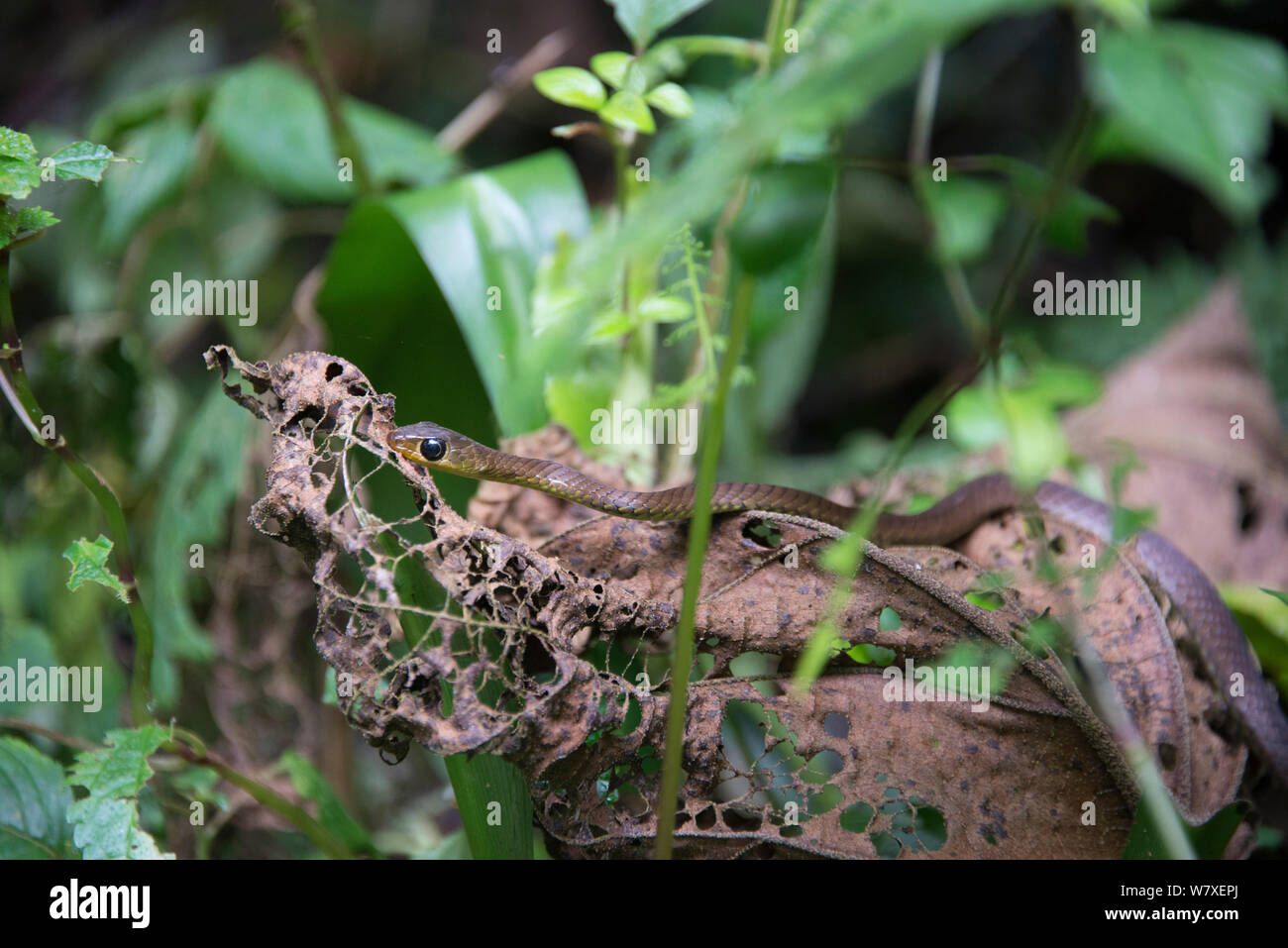 Twig snake (Thelotornis) Ruwenzoris Mountain Range, Repubblica Democratica del Congo. Foto Stock