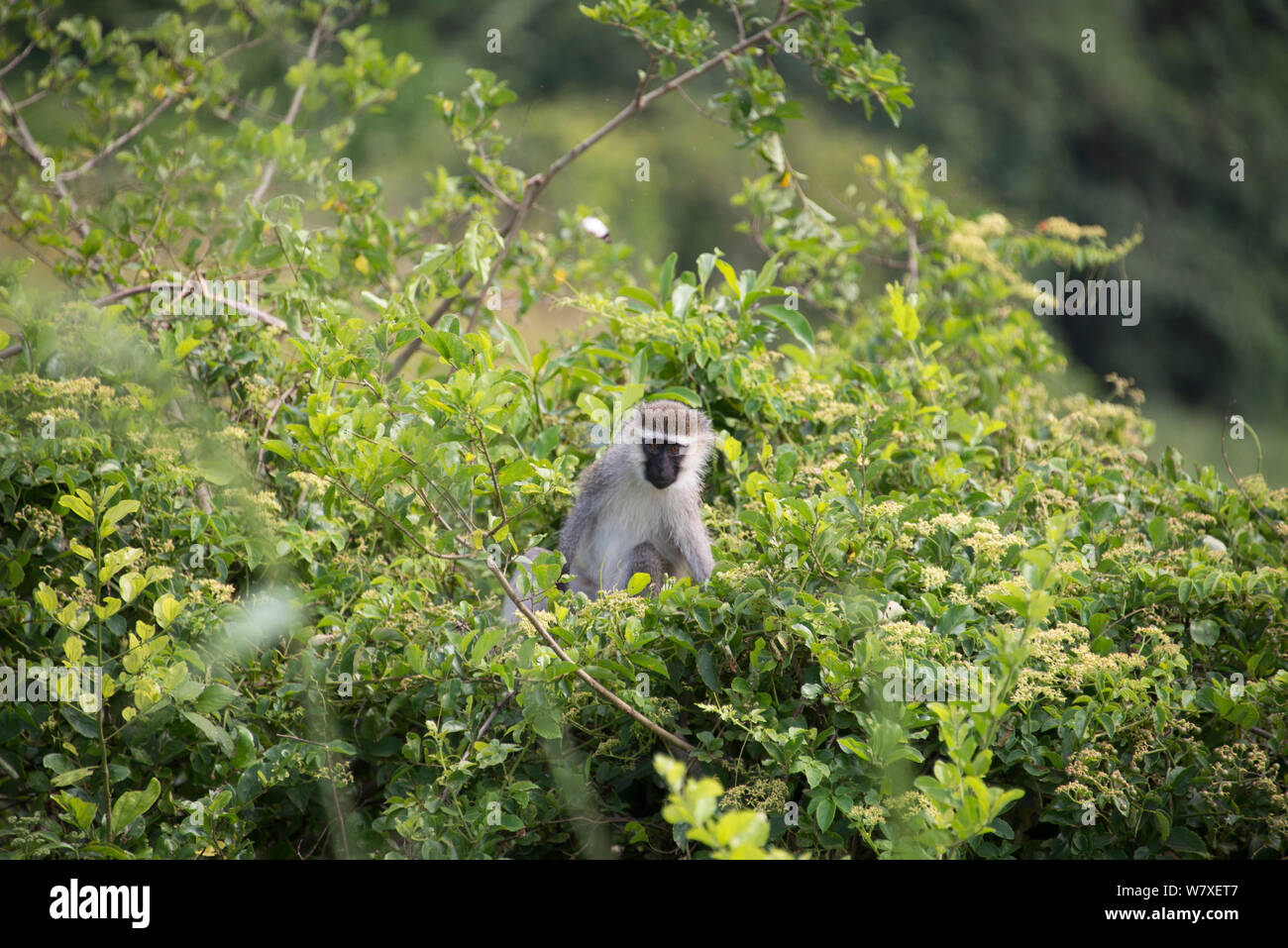 Vervet monkey (Chlorocebus pygerythrus) Ishango, il Parco nazionale di Virunga, Repubblica Democratica del Congo. Foto Stock