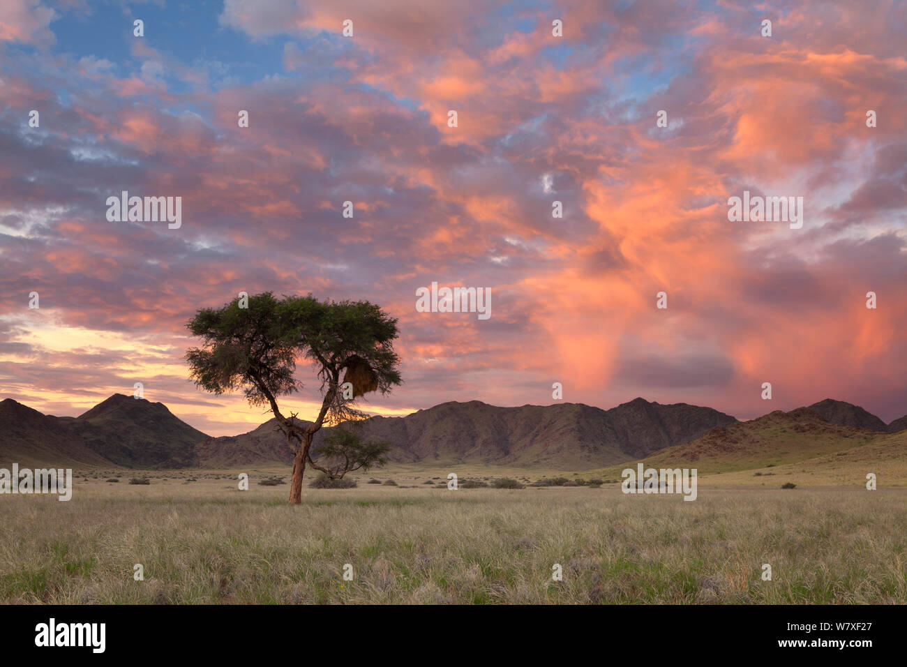 Albero Camelthorn nella valle di montagna al tramonto. Namib Naukluft National Park, Namibia. Febbraio 2011. Foto Stock