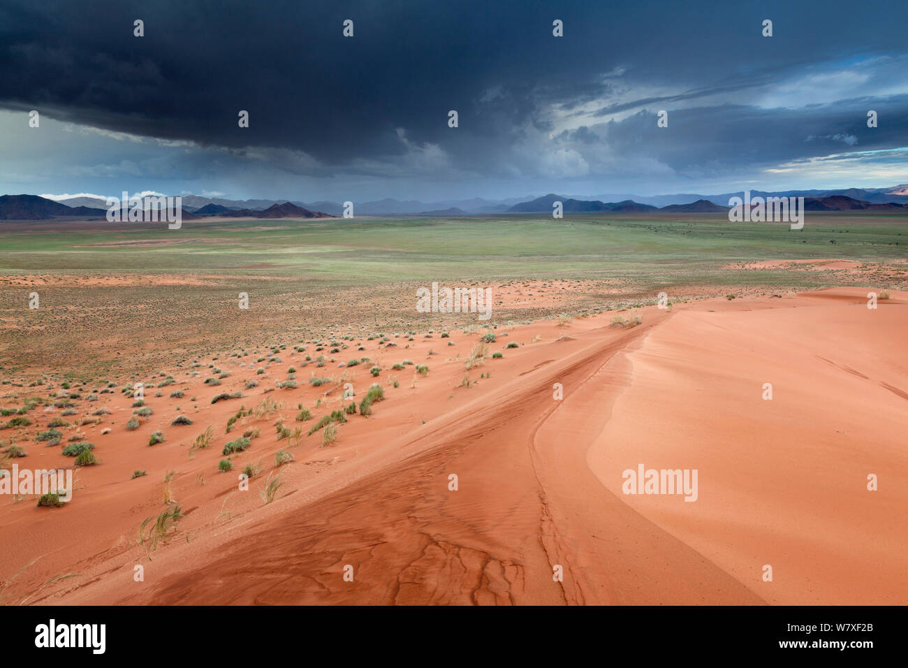 Acquazzone sulla pianura desertica, Namib Rand, Namibia. Febbraio 2011. Foto Stock