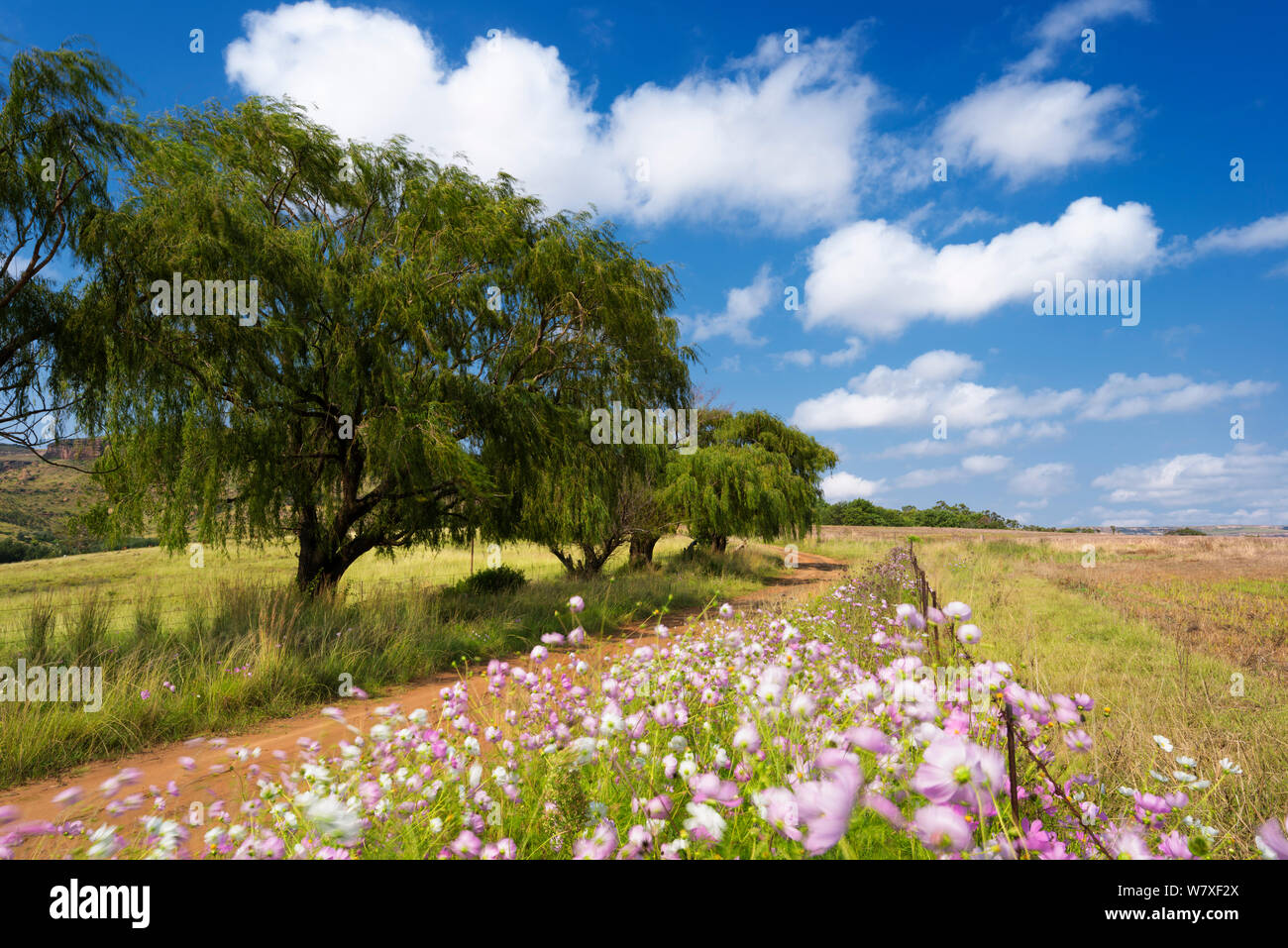 Stato libero farmland scena. Stato libero, Sud Africa. Marzo 2013. Foto Stock