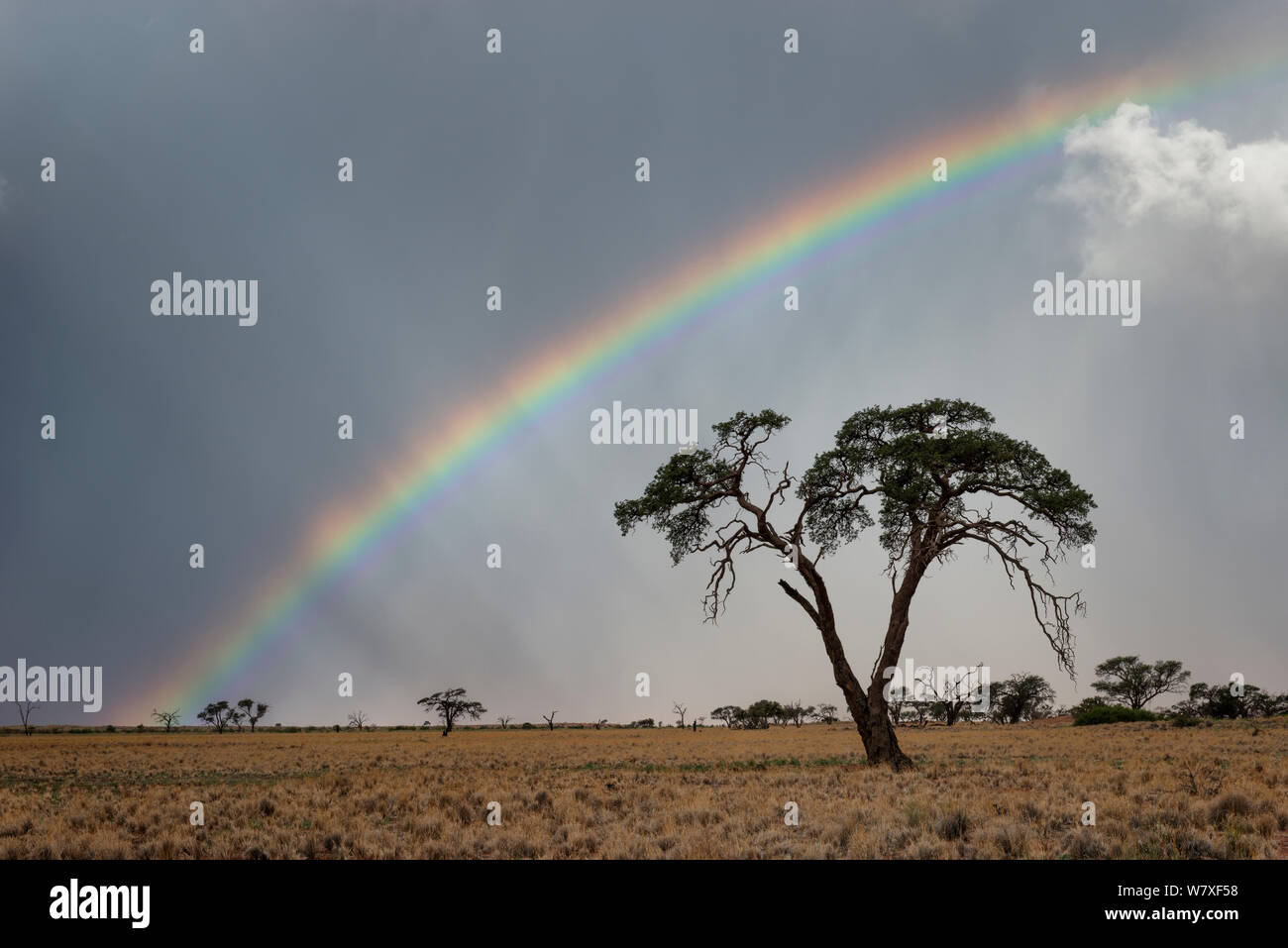 Tempesta e Rainbow su un paesaggio deserto secco. Namib Rand, Namibia. Aprile 2012. Non-ex. Foto Stock