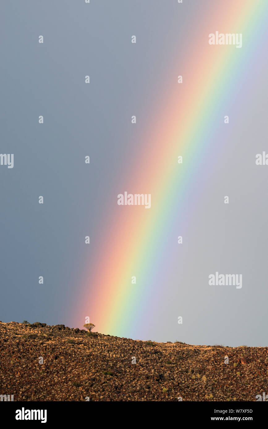 Faretra Tree sul crinale di arcobaleno al di là. Namib Rand, Namibia. Aprile 2012. Non-ex. Foto Stock