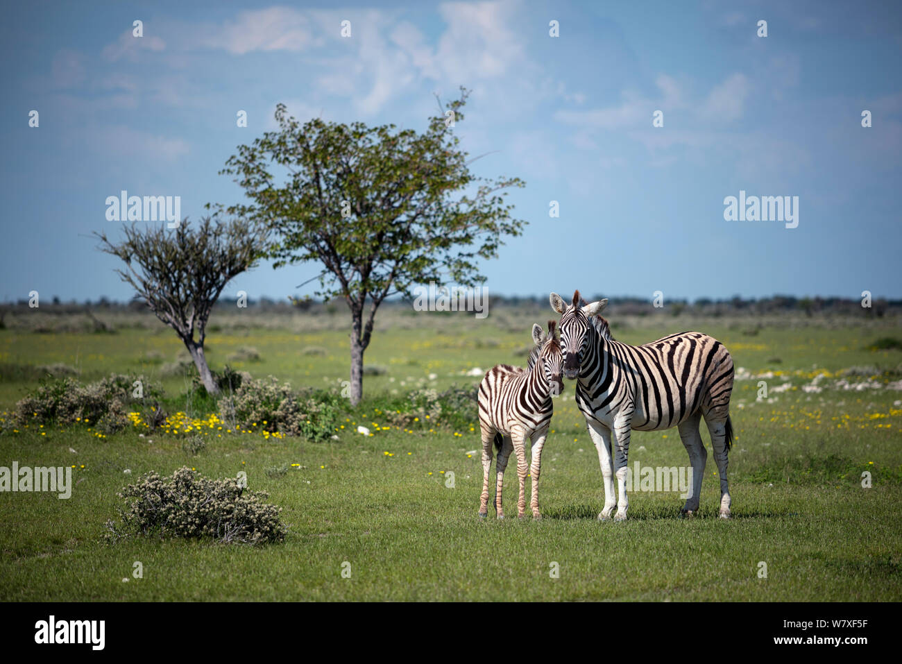 Le pianure zebra (Equus quagga) puledro con la madre in un lussureggiante paesaggio verde. Il Parco Nazionale di Etosha, Namibia, marzo. Non-ex. Foto Stock