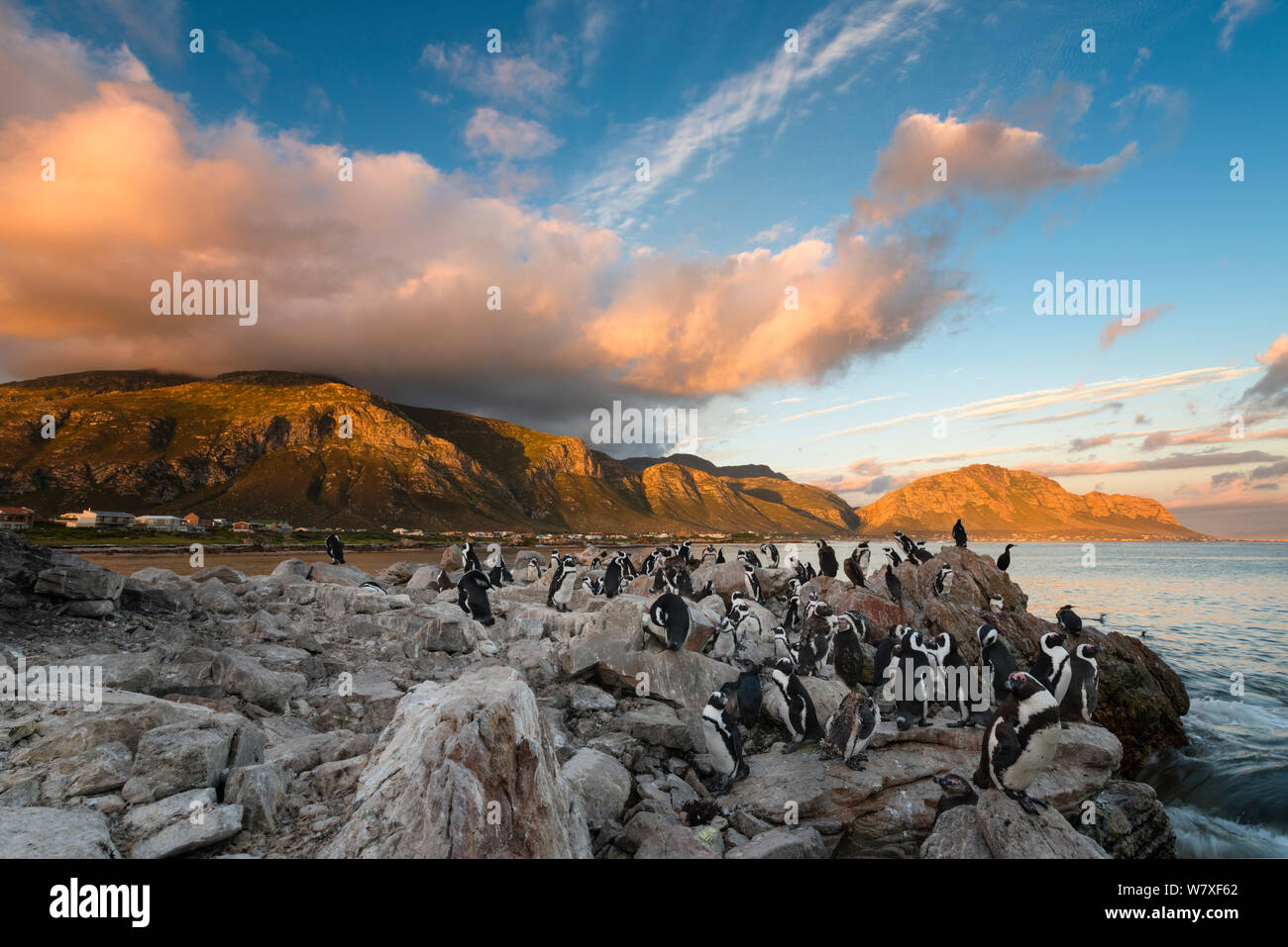 I Penguins africani (Spheniscus demersus) sulla roccia con la baia di Bettys montagne dietro. Bettys Bay, Western Cape, Sud Africa. Gennaio 2014. Non-ex. Foto Stock