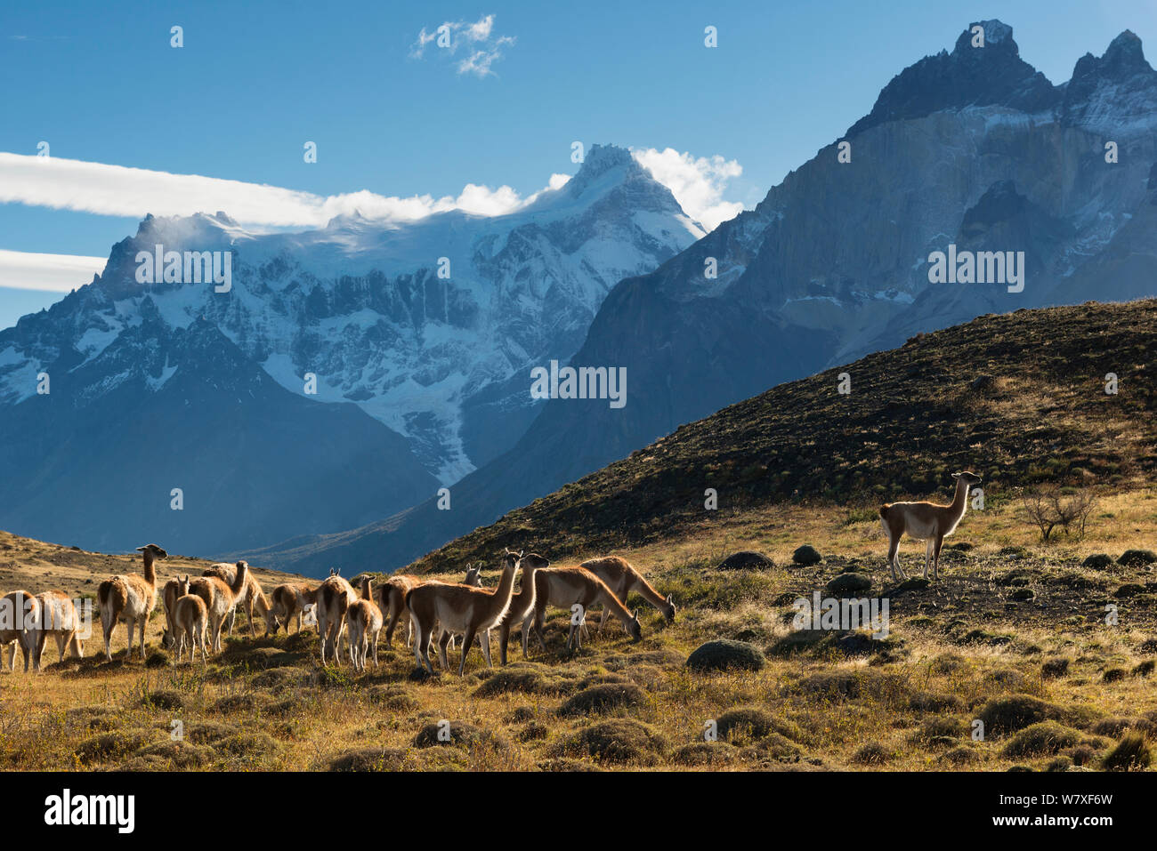 Allevamento di guanaco (Lama guanicoe) di pascolare su un crinale sotto il Torres del Paine picchi di montagna. Parco Nazionale di Torres del Paine nella Patagonia cilena. Aprile 2013, Non-ex. Foto Stock