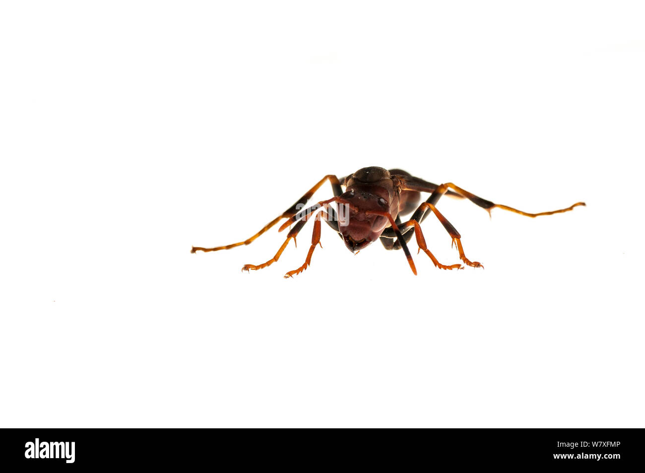 Wasp Polistes (sp) Dadanawa Ranch, Guyana, Luglio. Progetto Meetyourneighbors.net. Foto Stock