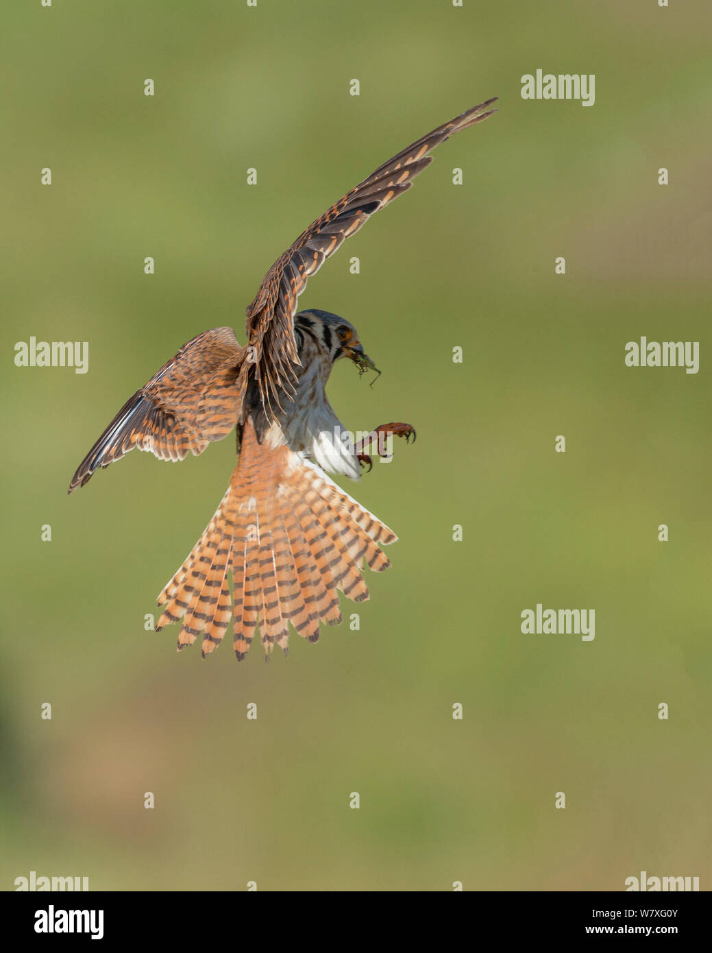 American gheppio (Falco sparverius) in atterraggio con grasshopper preda. Colorado, USA, Giugno. Foto Stock