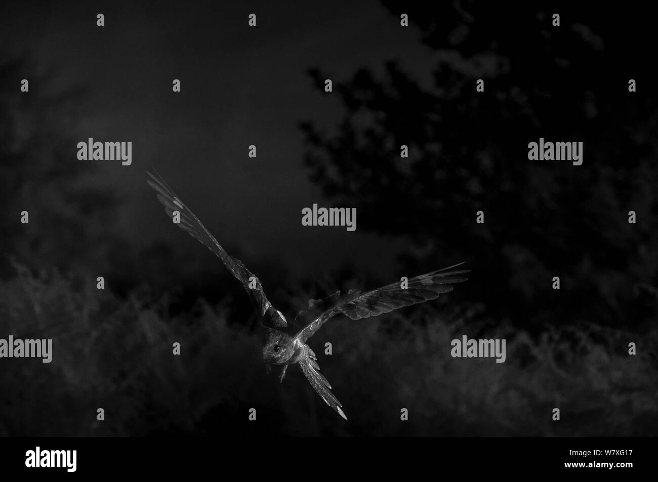 Nightjar (Caprimulgus europaeus) in volo, scattata di notte con telecomando a infrarossi fotocamera trappola, Francia, luglio 2014. Foto Stock