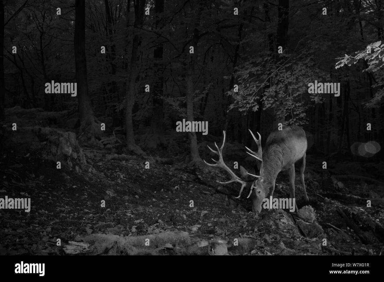 Il cervo (Cervus elaphus) feste di addio al celibato in foresta, scattata di notte con telecomando a infrarossi fotocamera trappola, Francia, ottobre. Foto Stock