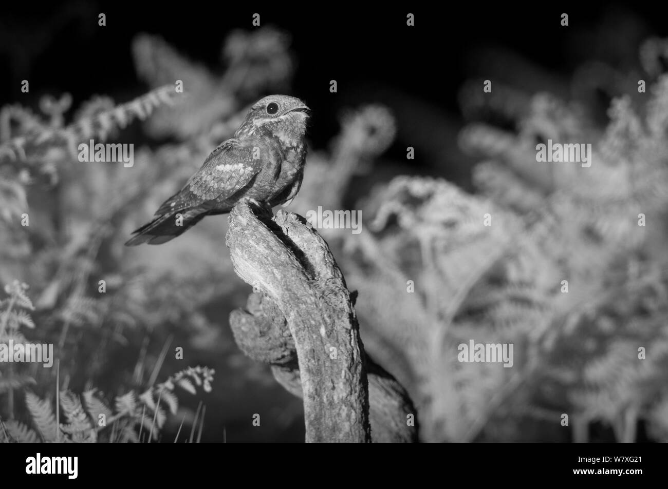 Nightjar (Caprimulgus europaeus) appollaiato sul post, scattata di notte con telecomando a infrarossi fotocamera trappola, Mayenne, Francia, giugno. Foto Stock