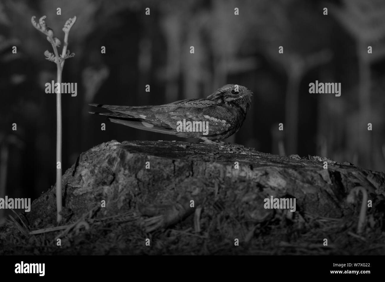 Nightjar (Caprimulgus europaeus) scattata di notte con telecomando a infrarossi fotocamera trappola, Mayenne, Francia, giugno. Foto Stock