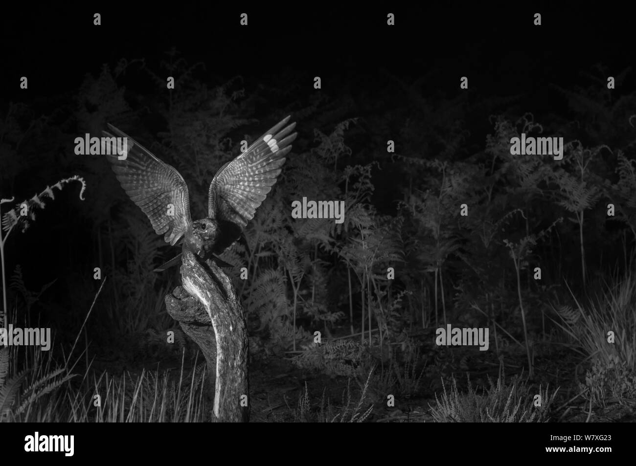 Nightjar (Caprimulgus europaeus) battenti, scattata di notte con telecomando a infrarossi fotocamera trappola, Mayenne, Francia, giugno. Foto Stock