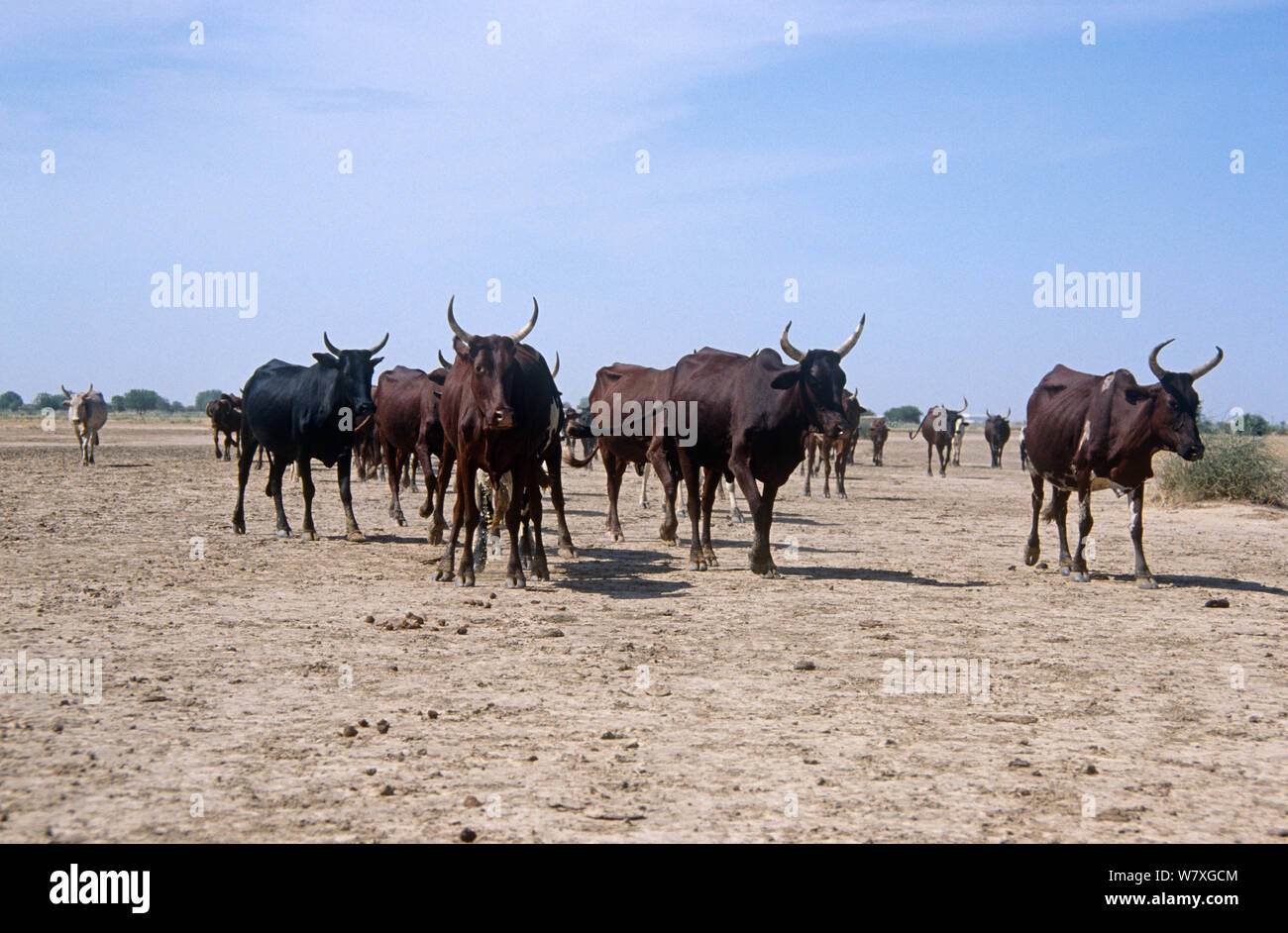Allevamento di domestici bovini zebù, Ciad, 2002-2003. Foto Stock